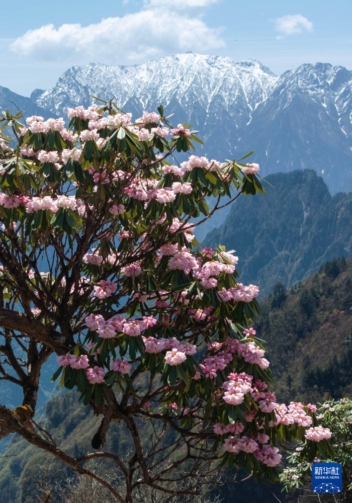 四川平武：千亩高山杜鹃花开迎客来