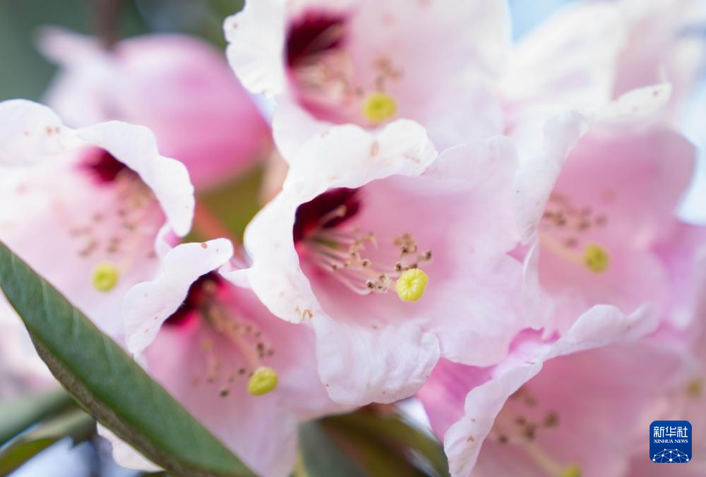四川平武：千亩高山杜鹃花开迎客来