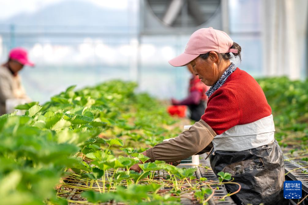 云南巧家:小草莓成为乡村振兴“新引擎”