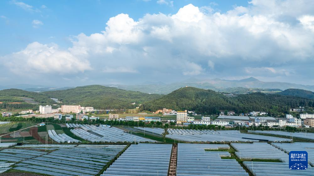 云南巧家:小草莓成为乡村振兴“新引擎”