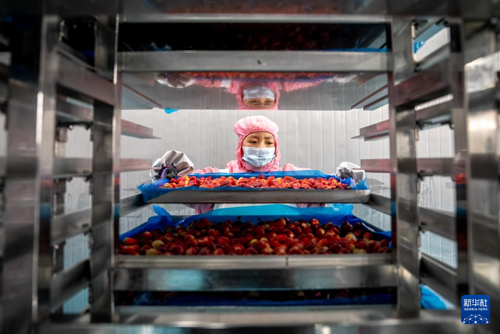 云南巧家:小草莓成为乡村振兴“新引擎”