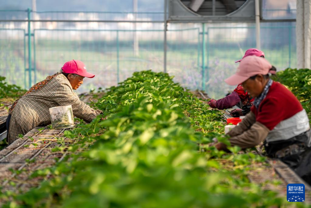 云南巧家:小草莓成为乡村振兴“新引擎”