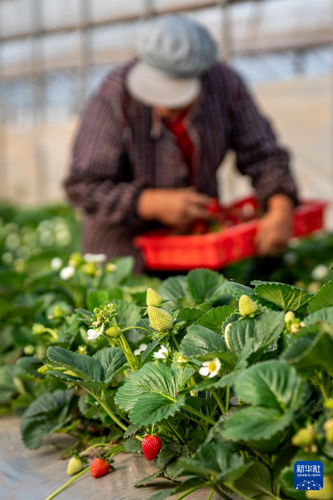 云南巧家:小草莓成为乡村振兴“新引擎”