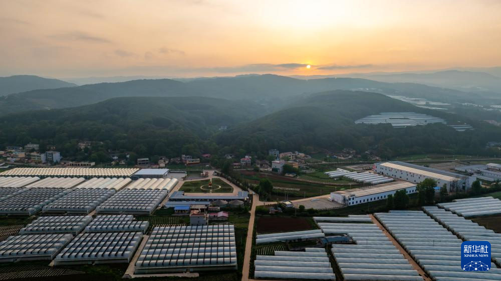 云南巧家:小草莓成为乡村振兴“新引擎”