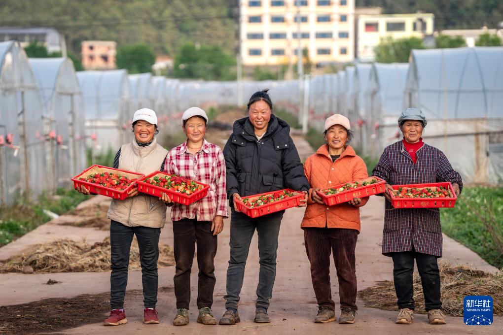 云南巧家:小草莓成为乡村振兴“新引擎”