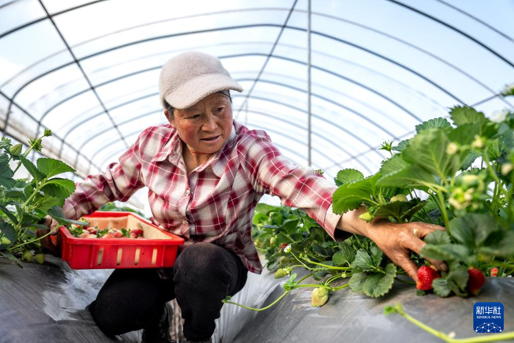 云南巧家:小草莓成为乡村振兴“新引擎”