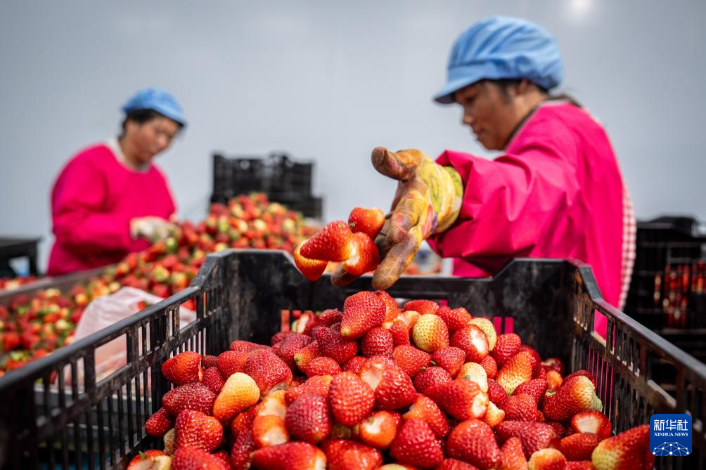 云南巧家:小草莓成为乡村振兴“新引擎”