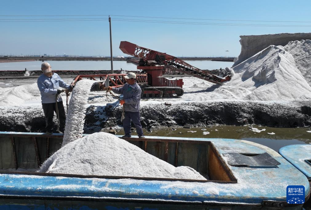 河北曹妃甸：春盐收获忙