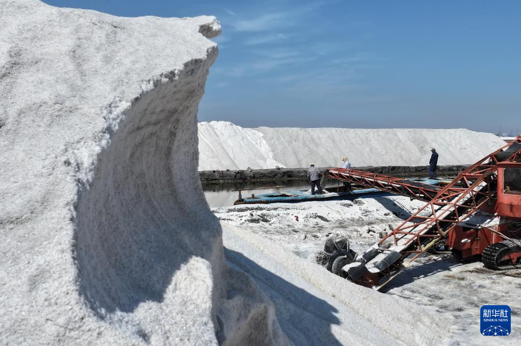 河北曹妃甸：春盐收获忙
