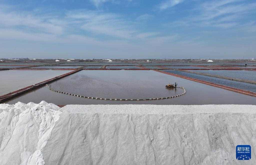 河北曹妃甸：春盐收获忙