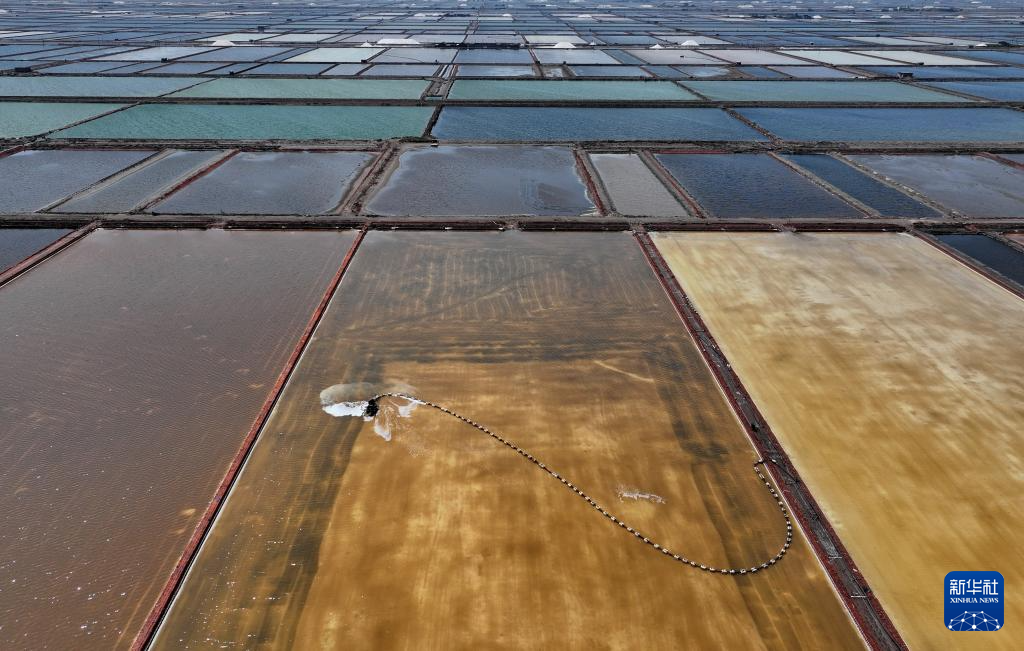 河北曹妃甸：春盐收获忙