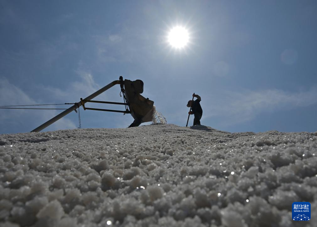 河北曹妃甸：春盐收获忙