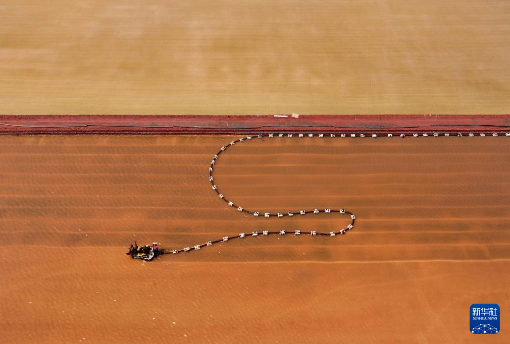 河北曹妃甸：春盐收获忙