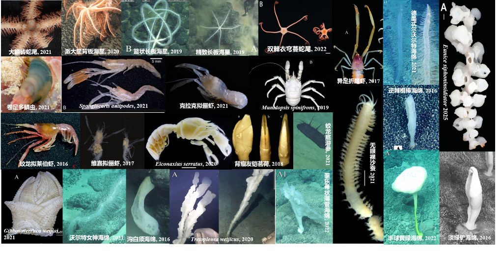 我国发布全球首个深海海山数字化智能系统