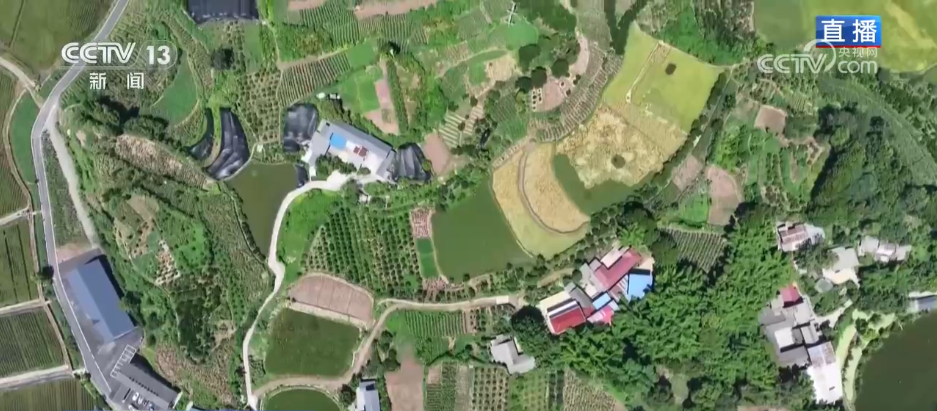 新模式打造新“稻”路 “水稻+”绘就希望的田野好“丰”景